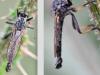 Neoitamus socius